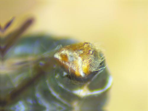 Systoechus sp.